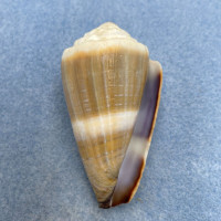 Conus lividus 56.6mm F+ (Rough Lip) Philippines