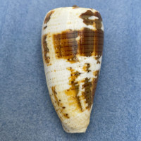 #10 Conus magus 59.3mm F++ Philippines