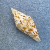 #35 Conus praecellens 31.5mm F+ Punta Engano, Cebu, Philippines