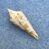 #14 Conus comatosa 29.5mm F+ Philippines