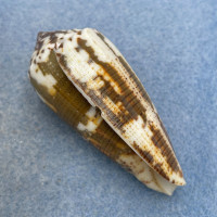 #14 Conus magus 56.4mm F+ Philippines