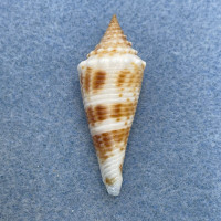 #3 Conus orbignyi 37.9mm F+ Philippines