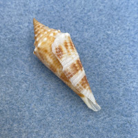 #3 Conus orbignyi 37.9mm F+ Philippines