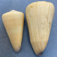 #10 Conus virgo 71-87mm F+ No Data