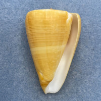 #6 Conus quercinus 55.6mm F++ Philippines