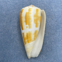 #17 Conus magus 61.6mm F+ Philippines