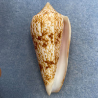 #7 Conus neptunus 62.3mm F+ Punta Engano, Philippines