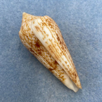 #7 Conus neptunus 62.3mm F+ Punta Engano, Philippines