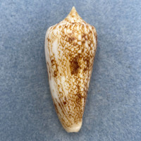 #10 Conus neptunus 59.2mm F++ Philippines