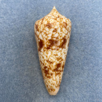 #14 Conus neptunus 60mm F+ Trawled, Siguijok Is. Philippines