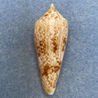 #18 Conus neptunus 53.2mm F+ (Rough Lip) Philippines