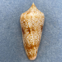 #9 Conus neptunus 61.5mm F++ Philippines