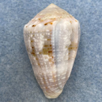 #1 Conus aristophanes 35.8mm F++ Samar, Philippines