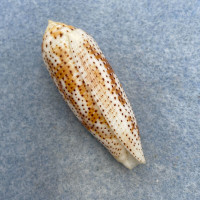 #3 Conus nussatella 46.5mm F+ Cebu, Philippines