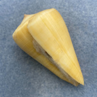 #8 Conus quercinus 54.3mm F++ W/O Mauratius Is. Philippines, Trawled In Nets