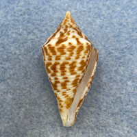 #38 Conus praecellens 33mm F++ Tayabas Bay, Philippines