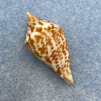 #38 Conus praecellens 33mm F++ Tayabas Bay, Philippines