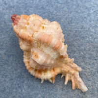 #1 Chicomurex gloriosus 46.7mm F+ Philippines