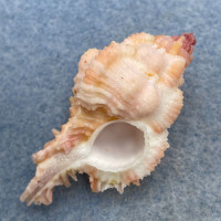 #1 Chicomurex gloriosus 46.7mm F+ Philippines