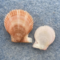 #3 Veprichlamys jousseaumei 14-20mm F Tokyo Bay, Japan 250-300m