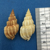 #2 Phos Senticosus Set x2 34-32.9mm Mikawa Bay Japan Trawled 50m Buccinidae