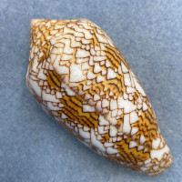 #4 Conus textile 70.5mm F++ W/O Seragoki Reef, Japan SCUBA 15 Under Rocks