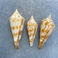 #23 Conus comatosa 32-41mm F/+ (Chipped Lips) Aliguay Is. Mindanao, Philippines