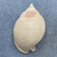 Semicassis bisulcatum diuturnum 51.7mm F++ Trawled, 75+' Moreton Bay, Australia