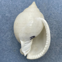 Semicassis bisulcatum diuturnum 51.7mm F++ Trawled, 75+' Moreton Bay, Australia