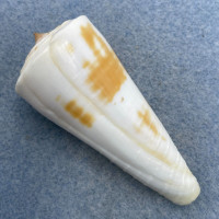 #22 Conus tribblei 59.3mm F+ Dipolog, Zamboanga, Philippines