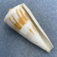 #22 Conus tribblei 59.3mm F+ Dipolog, Zamboanga, Philippines