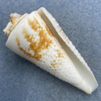 #20 Conus tribblei 82.8mm W/Attachment F+ Dipolog, Zamboanga, Philippines