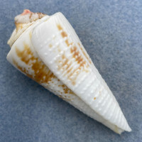 #20 Conus tribblei 82.8mm W/Attachment F+ Dipolog, Zamboanga, Philippines