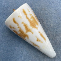 #18 Conus tribblei 54.1mm F++ Dipolog, Zamboanga, Philippines