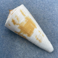 #23 Conus tribblei 58.6mm F+ Dipolog, Zamboanga, Philippines