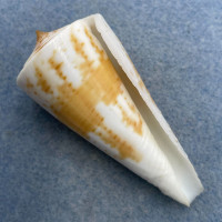 #23 Conus tribblei 58.6mm F+ Dipolog, Zamboanga, Philippines