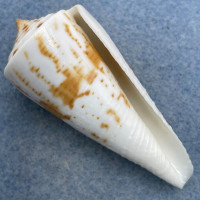 #25 Conus tribblei 56.3mm F+ Dipolog, Zamboanga, Philippines