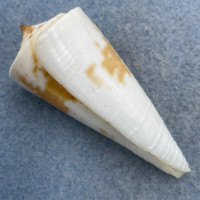 #19 Conus tribblei 53.6mm F++ Dipolog, Zamboanga, Philippines