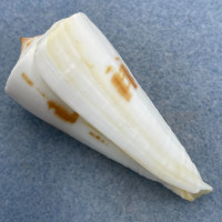 #29 Conus tribblei 66.7mm F+ Tayabas Bay, Quezon, Philippines