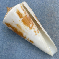 #16 Conus tribblei 59.5mm F++ Dipolog, Zamboanga, Philippines