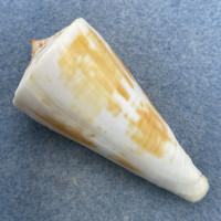 #26 Conus tribblei 57.7mm F+ Dipolog, Zamboanga, Philippines