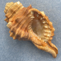 #6 Cymatium pyrum 75.3mm F+ Siasi Sulu, Philippines, Coral Rubble 15'