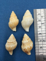 #6 Euthria Ponsonbyi Set x 4 29-31mm Yellow Sands Beach South Africa Buccinidae