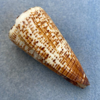 #25 Conus thalassiarchus 63.8mm F+ Trawled, Sorsogon, Philippines