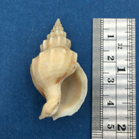 #1 Siphonalia Spadicea 45mm Chilung Taiwan, Trawled 200-250m 1998