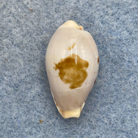 #7 Cypraea (Palmadusta) saulae 20.8mm F++ No Data