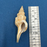 #1 Siphonofusus Euthria Walleri 64mm Mactan Philippines Tangle Net 400'