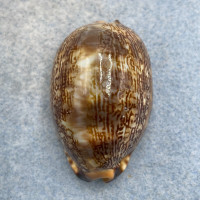 #3 Cypraea (Mauritia) arabica 45mm F+ Philippines