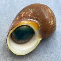 #1 Turbo petholatus 59.4mm F+ W/O Samar, Philippines