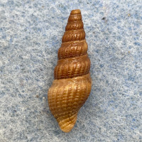 Clathrodrillia solida 20.6mm F Hammocks Beach, Bear Is., N.C. In Sand/Silt